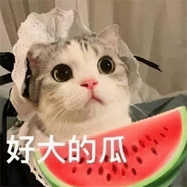 娱乐吃瓜喵不务正业版,揭秘明星不务正业背后的秘密